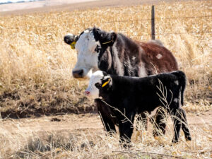 A cow and her calf have a strong resemblance and are equal parts curious!