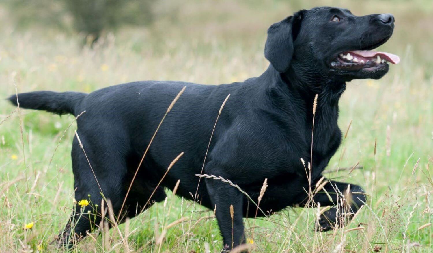 Black labrador retriever running through the grass. How the phrase "the tail that wags the dog" serves as a good metaphor for a spiritual life that can often times be misguided.