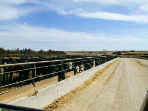 A bunkline of cattle eat at Bamesberger Farms feedlot operation.