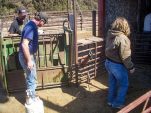 Our crew at Bamesberger Farms prepares the calf cradle and processing alley for calf branding and processing.