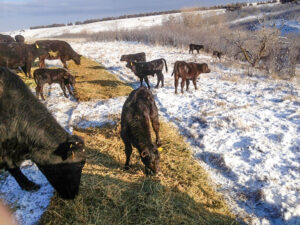 Cows and calves chew on a bale of alfalfa freshly rolled out on the snowy ground.