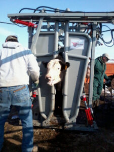 Not all calves are cooperative when they are being worked. This calf is letting Phil know who's boss!