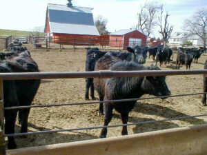 Curious cows look through the feed rack as they patiently wait for the feed truck to come.