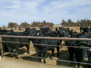 Curious cows look through the feed rack as they patiently wait for the feed truck to come.