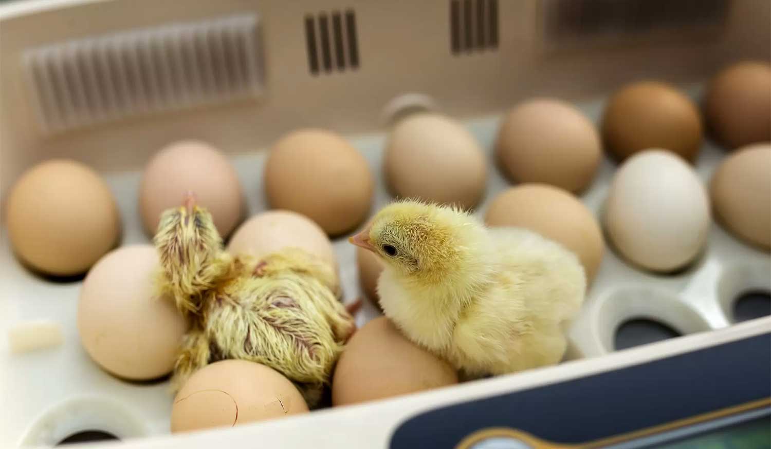 Hatching chickens in an incubator. The beauty of new life is one of the wonderful reminders of how big and creative God is.