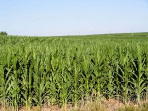 A field of corn is a vibrant green against a summer blue sky.