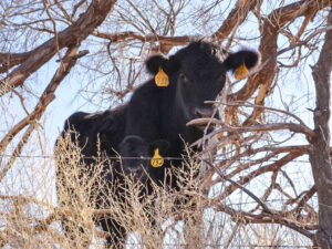 A mother cow and her calf peer across the fence at the camera.