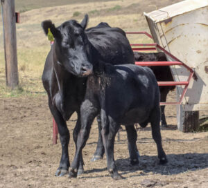 A calf nurses its mother next to a calf creep feeder.