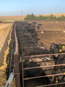 A pen of cattle eat a freshly served meal of hay and grain.