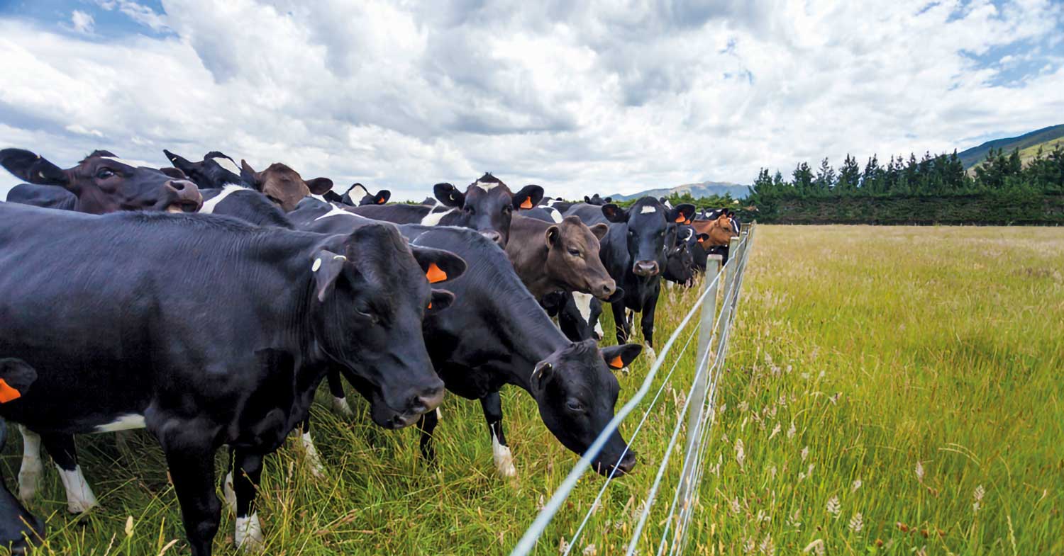 Cows looking wistfully across the fence to greener grass. Constantly comparing ourselves to others is a losing mindset.