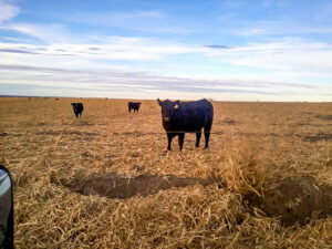 A cow curiously looks on across the electric fence.