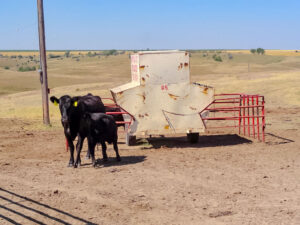 A calf nurses its mother in the pasture during the summer months.