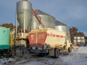 Our feed truck receiving a load of grain to mix with hay and feed to cattle.