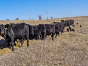 The cows are happy to receive a bale of hay while their calves play together.