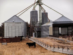 Our on-site storage grain bins and one of our feedlot pens.