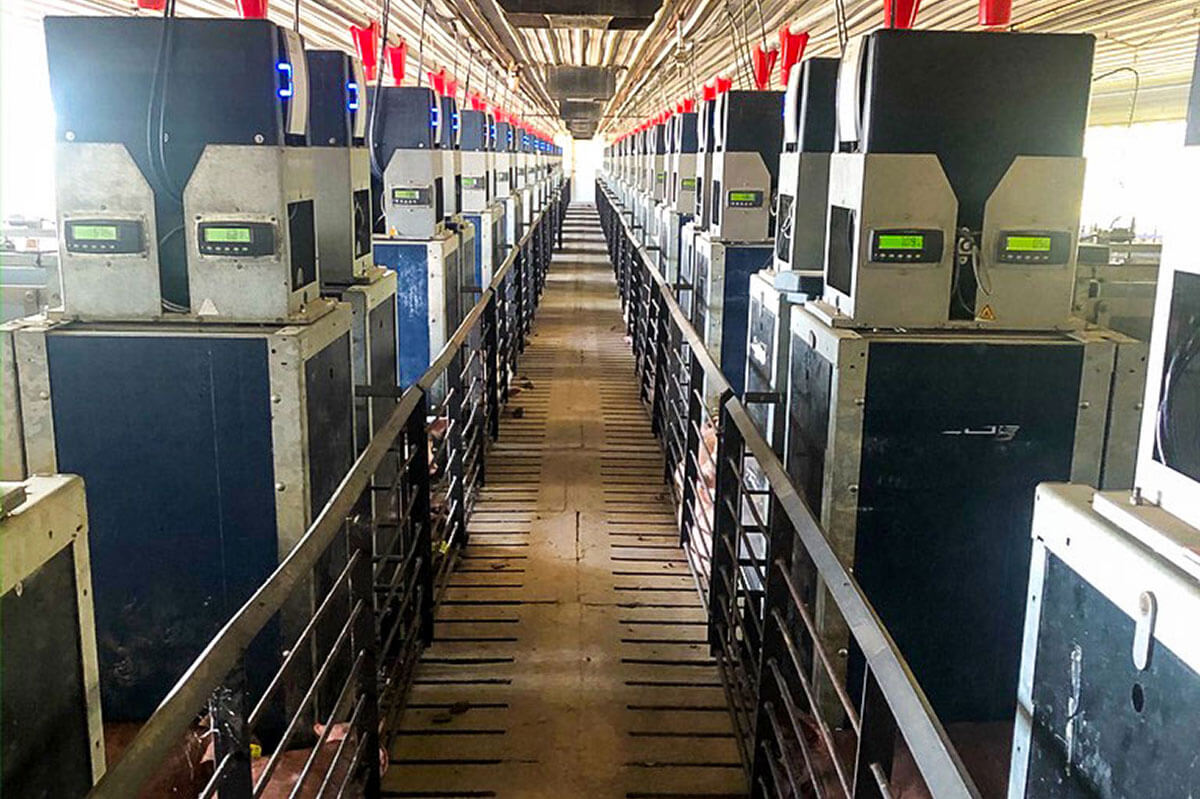 The inside of our hog confinement facility with pens full of baby piglets.