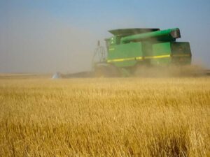Our John Deere combine harvests another crop of wheat.