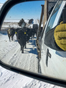 The cow herd is on the move! The Bamesberger Farms crew walks these mother cows home slowly in the snow to prepare for calving.