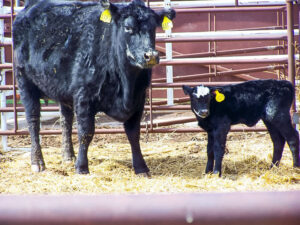 A cow and calf look on inside a birthing pen as they acclimate to each other and their surroundings.