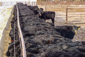 A pen of cattle at Bamesberger Farms feedlot facility.