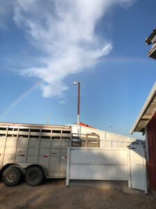 A stock trailer loads cattle at Bamesberger Farms.