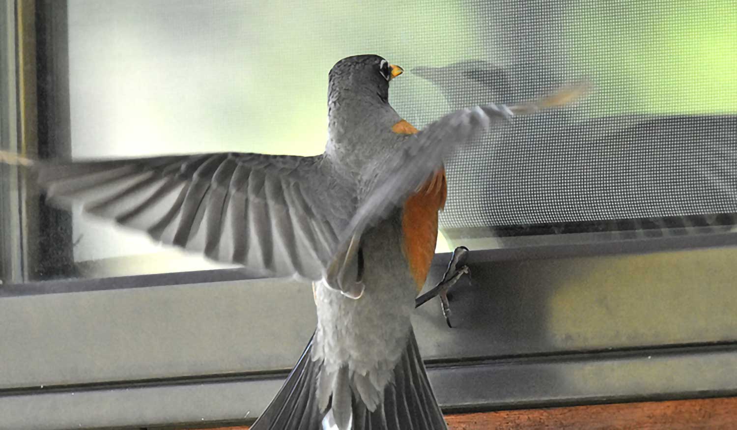 Ever wonder why a bird will fly right into a window when said window is obviously closed? Perhaps it is trying to get to a better place. Are we as humans all that different?