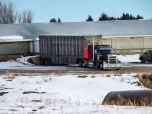 A semi and pot back up to the hog confinement at Bamesberger Farms.