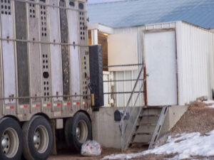A cattle pot backs up to the hog confinement facility to load pigs.