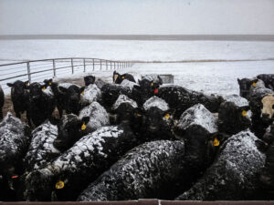 A pen of cattle huddle together in the elements as they wait to be fed.