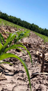 Corn plants sprout only weeks after they are planted each spring.