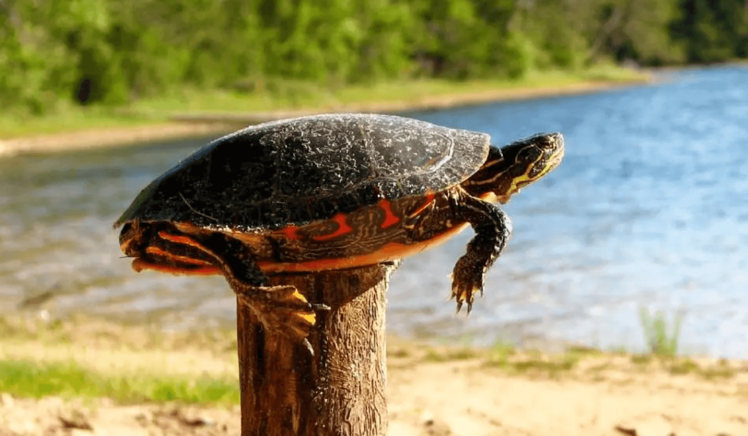 A turtle on a fence post. God never does things unintentionally, whatever we go through in life is by His design and for our good.