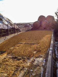 The wet distillers grain makes up our daily ration for our cattle backgrounding operation.
