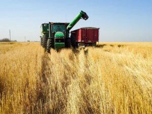 Our tractor and grain cart prepare to load another truck on the edge of a field of wheat.