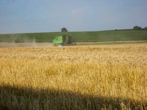A bright summer day for cutting wheat as the combine takes another pass through the amber waves of grain.