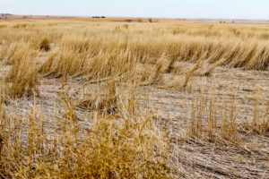 A field of wheat stubble hold moisture in the soil that would otherwise evaporate over the course of the year.