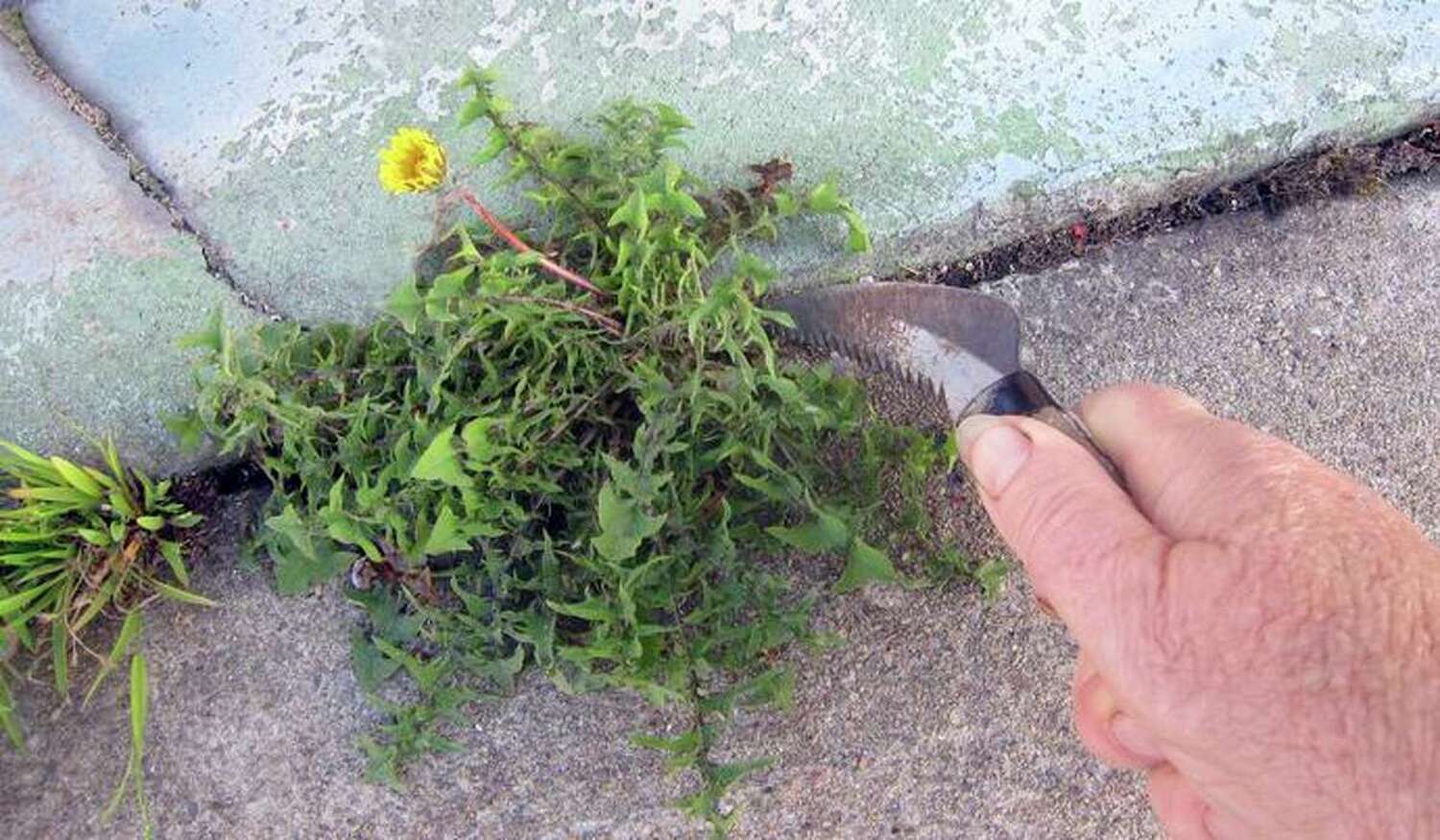 A hand with a gardening tool digs weeds out of a crack in concrete