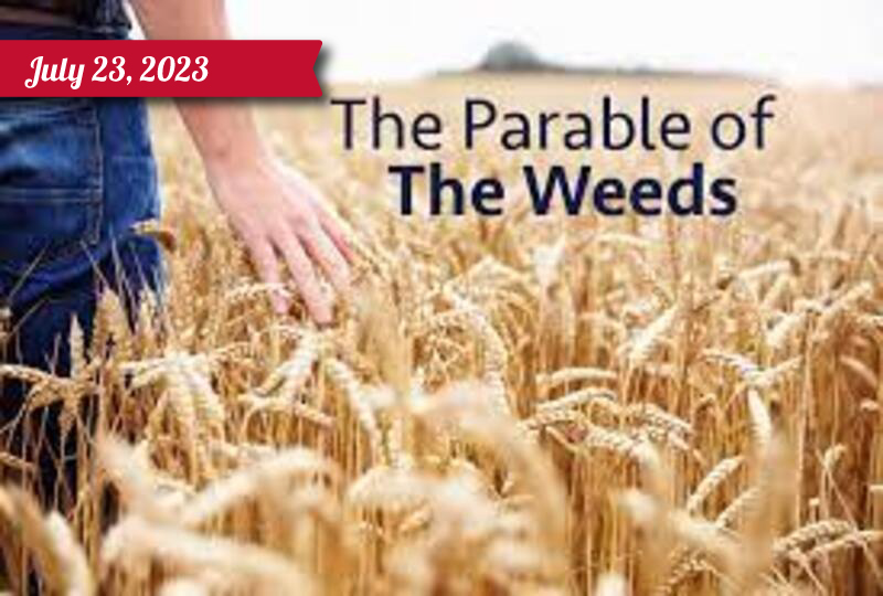A farmer walks through a field of ripe wheat - illustrating the parable of the weeds