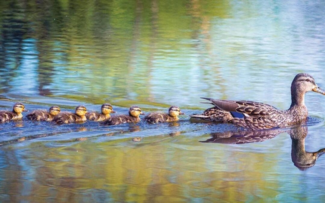 Ducks In A Row