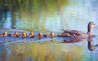 Ducks In A Row