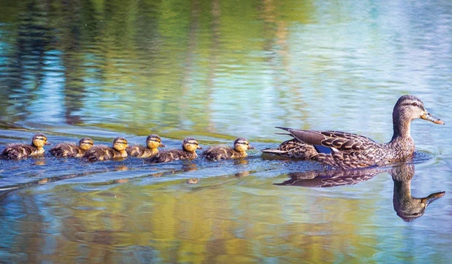 Ducks swimming in a row