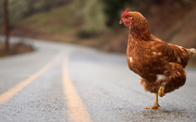 Why Did The Chicken Cross The Road?